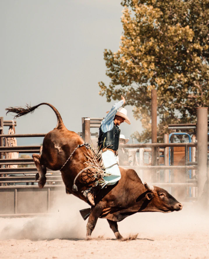 man riding a bull